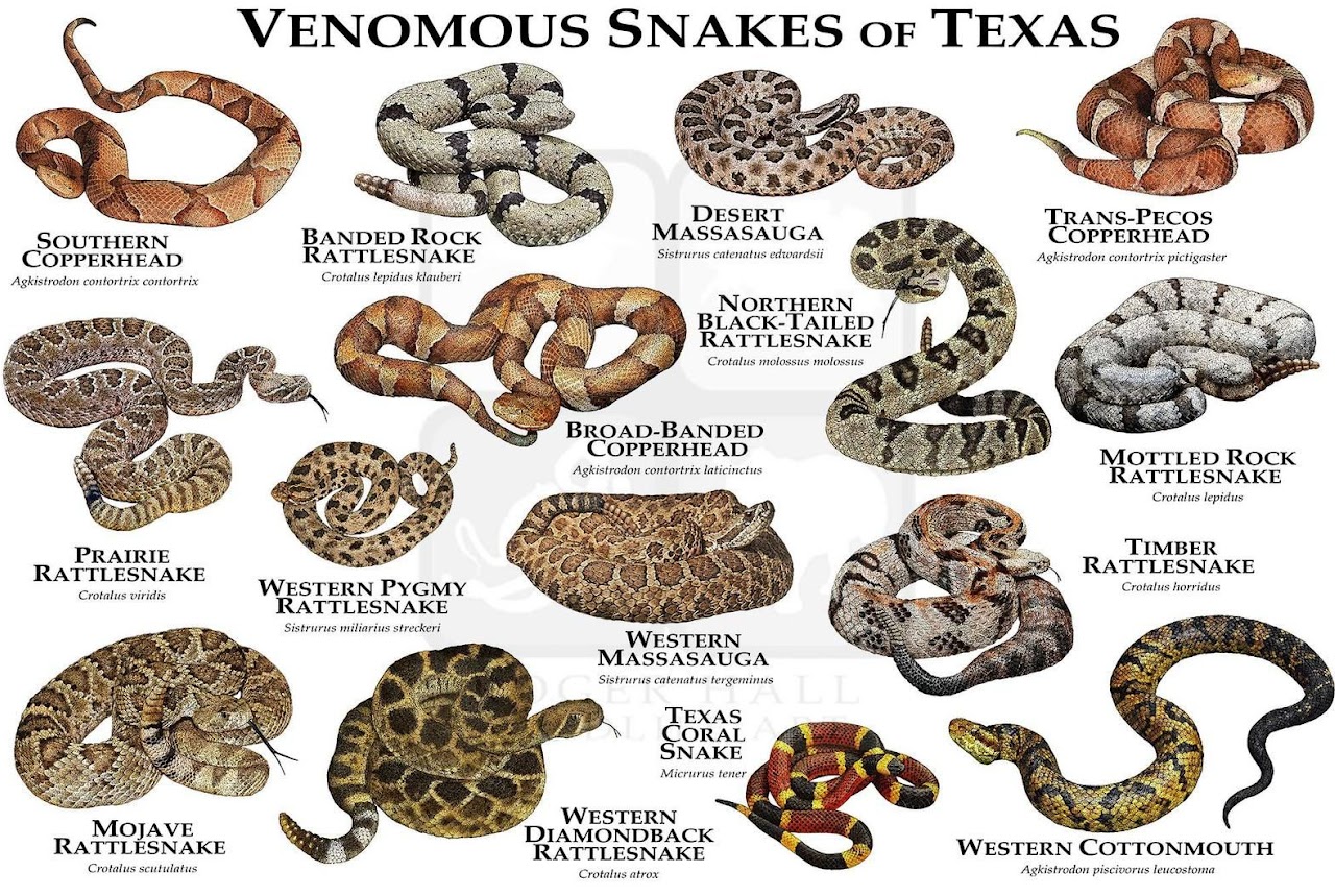 Cedar Bayou Marina - Venomous Snake ID Chart