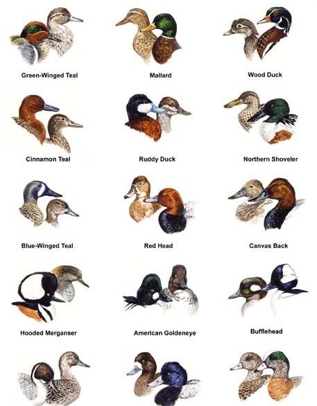 Lake Texoma Ducks Chart